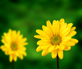 Fresh Spring Flowers on Lush Green Background