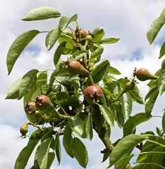 Some Young Pears Starting to Grow on a Fruit Tree.