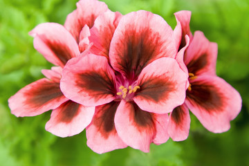 Fototapeta na wymiar Beautiful spring flowers close up