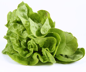 Lettuce on a white background