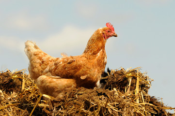 Huhn auf Komposthaufen