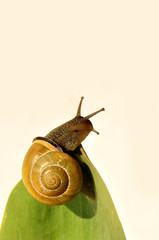 ślimak © Tomasz