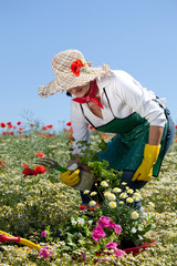 bei der der gartenarbeit frau mit blumen