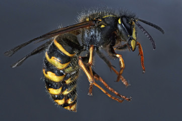 Wasp