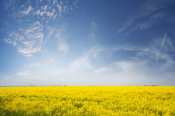 Obraz premium field of flowering canola