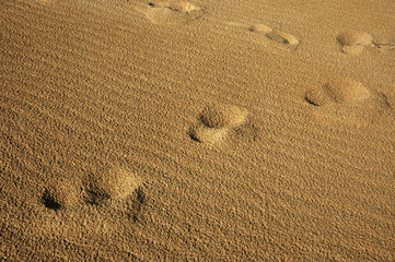 Dunas de Liencres Natural Park, Cantabria, Spain.