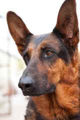 Guard Dog