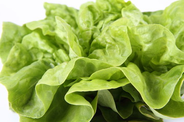 Lettuce in close up