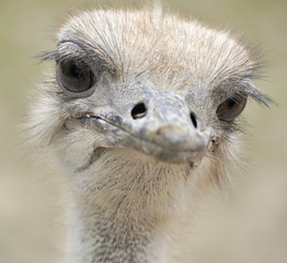 Photo of ostrich