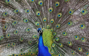 Obraz premium beautiful peacock