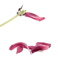 Old petals of a tulip. - 32629301