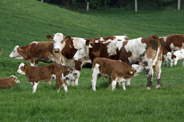 Fototapeta na wymiar Glückliche Kühe