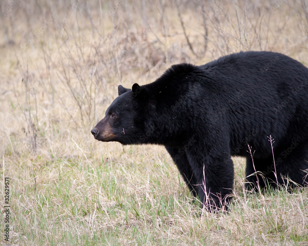 Wall mural Black Bear