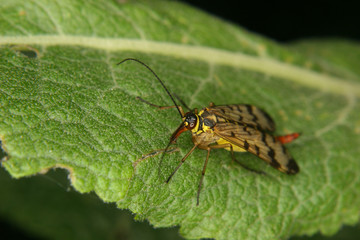 Gemeine Skorpionsfliege (Panorpa communis)