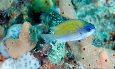 Juvenile Sunshinefish  swimming on a coral reef.