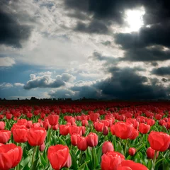Wall murals Tulip Wonderful storm clouds over the tulip field