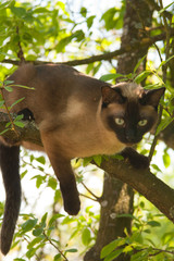 Siamese cat