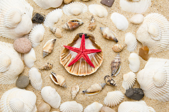 beach with starfish and seashells