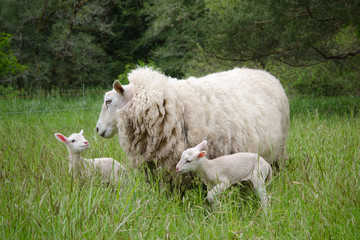 Obraz premium Mother sheep with her two day-old babies in a spring field.