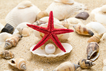 Fototapeta na wymiar sea pearl in shells on sand