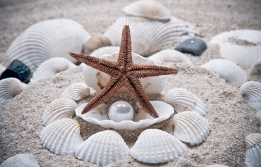 Fototapeta na wymiar perła w muszli morza na piasku. Egzotycznych muszli