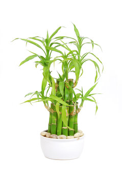 Lucky bamboo (Dracaena sanderiana), isolated on white background