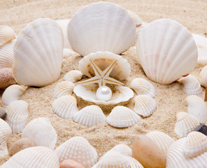 sea pearl in shells on sand .  treasure from the sea