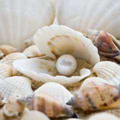 pearl on the seashell . The exotic sea shell