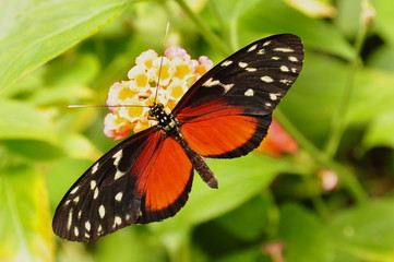 Fototapeta na wymiar Złoty Helicon Butterfly