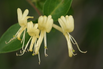 Honeysuckle