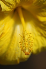 Hibiscus