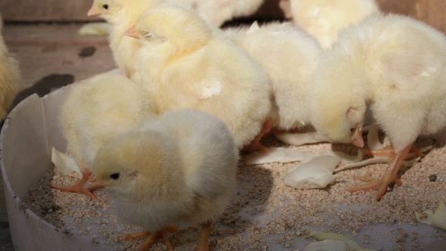 Young chickens on a wooden flooring