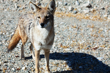 Coyote