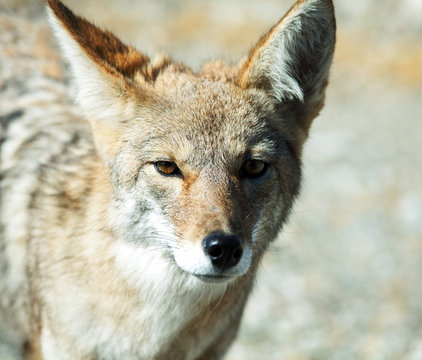 Coyote
