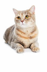 British Shorthair cat isolated