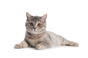 British Shorthair cat isolated