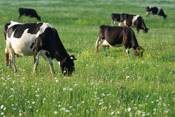 The cows in the pasture eating green grass to replenish the milk
