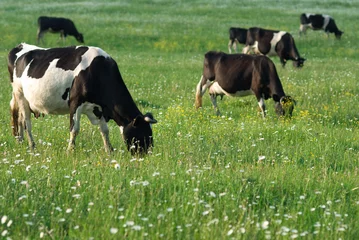 Crédence de cuisine en verre imprimé Vache The cows in the pasture eating green grass to replenish the milk