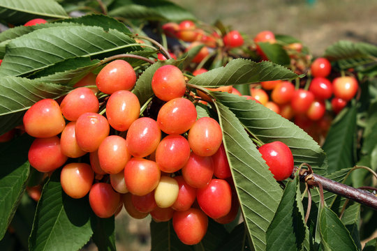 Cerises industrielles