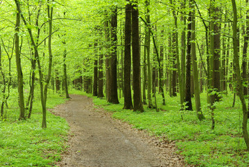 Obraz premium forest