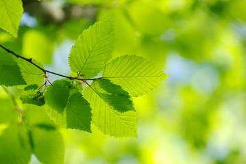 green leaves