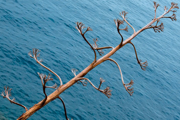 Dry tree against sea