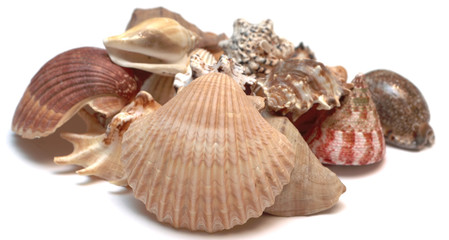 Seashells
