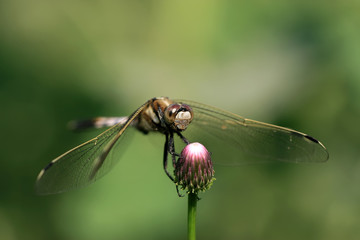 yellow dragonfly