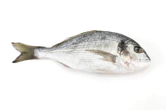 orata
