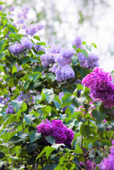 Blossoming lilac