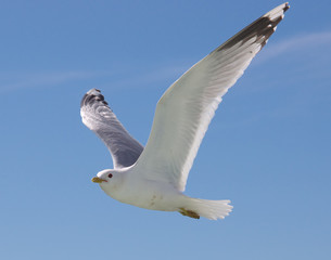 羽ばたくカモメ