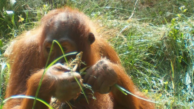 orangutan
