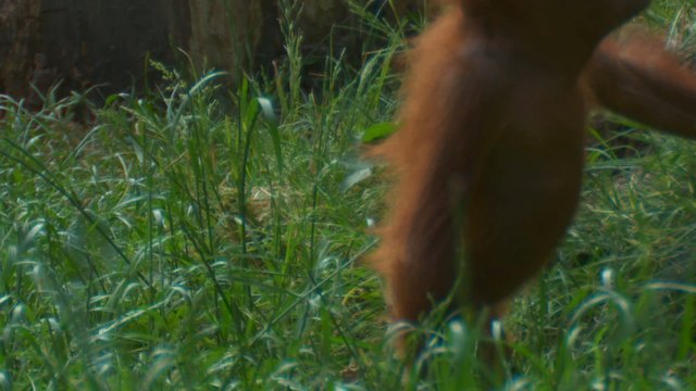 orangutan