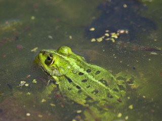 żaba
